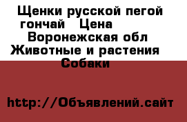 Щенки русской пегой гончай › Цена ­ 3 000 - Воронежская обл. Животные и растения » Собаки   
